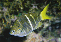 Image of Abudefduf notatus (Yellowtail sergeant)