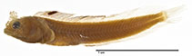 Image of Acanthemblemaria aspera (Roughhead blenny)
