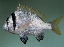 tn_Acbif_u1.jpg