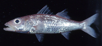 Image of Acropoma lecorneti (Lecornet’s lanternbelly)