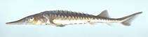 Image of Acipenser oxyrinchus (Atlantic sturgeon)