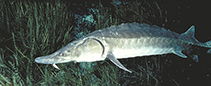 Image of Acipenser oxyrinchus (Atlantic sturgeon)