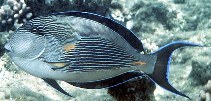 Image of Acanthurus sohal (Sohal surgeonfish)