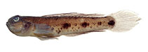 Image of Acentrogobius vanderloosi (Mudslope goby)