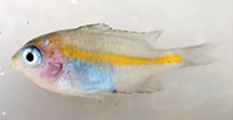 Image of Altrichthys alelia (Alelia\