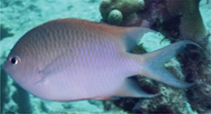 Image of Altrichthys alelia (Alelia\