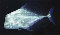 Image of Alectis indica (Indian threadfish)