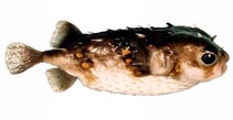 Image of Allomycterus pilatus (Deep-water burrfish)