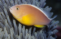 Image of Amphiprion akallopisos (Skunk clownfish)