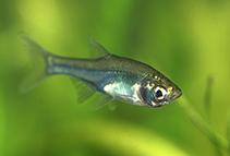 Image of Amblypharyngodon chulabhornae 