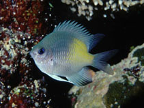 Image of Amblyglyphidodon flavilatus (Yellowfin damsel)