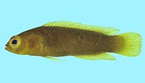 Image of Amsichthys knighti (Bugeye dottyback)