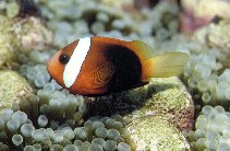 Image of Amphiprion melanopus (Fire clownfish)