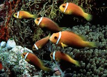 Image of Amphiprion nigripes (Maldive anemonefish)