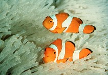 Image of Amphiprion ocellaris (Clown anemonefish)