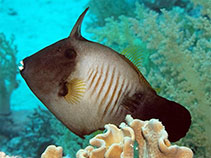 Image of Amanses scopas (Broom filefish)