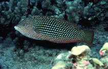 Image of Anampses cuvier (Pearl wrasse)