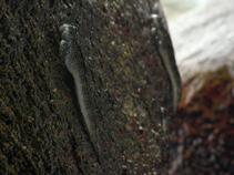 Image of Andamia heteroptera (East Indian lipsucker)