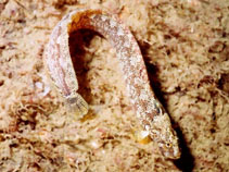 Image of Anoplarchus insignis (Slender cockscomb)