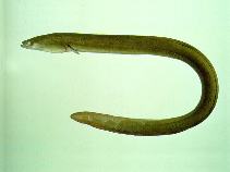 Image of Anguilla japonica (Japanese eel)