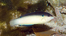 Image of Anampses neoguinaicus (New Guinea wrasse)