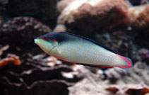 Image of Anampses neoguinaicus (New Guinea wrasse)