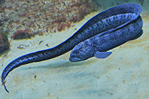 Image of Anarrhichthys ocellatus (Wolf-eel)