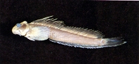 Image of Andamia reyi (Suckerlip blenny)