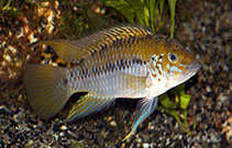 Image of Apistogramma alacrina 