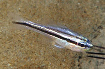Image of Ostorhinchus bryx (Offshore cardinalfish)