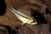 Image of Apistogramma cacatuoides (Cockatoo cichlid)