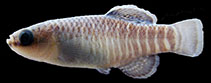 Image of Esmaeilius darabensis 