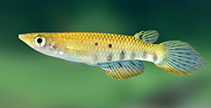 Image of Aplocheilus dayi (Ceylon killifish)