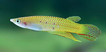 Image of Aplocheilus dayi (Ceylon killifish)