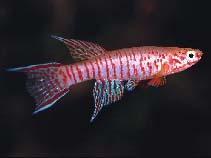 Image of Aphyosemion elberti (Red barred killi)