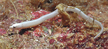 Image of Apterygocampus epinnulatus (Briarium pipefish)