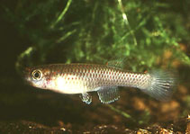 Image of Aphyosemion gabunense (Gabon killi)