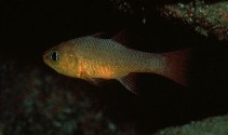 Image of Apogon guadalupensis (Guadalupe cardinalfish)