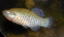 Image of Paraphanius mento (Pearl-spotted killifish)