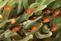 Image of Apogon quadrisquamatus (Sawcheek cardinalfish)