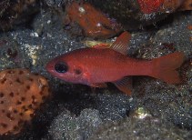 Image of Apogon robinsi (Roughlip cardinalfish)