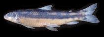 Image of Apareiodon vladii 