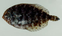 Image of Arnoglossus aspilos (Spotless lefteye flounder)