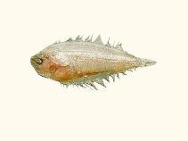 Image of Arnoglossus dalgleishi (East coast flounder)