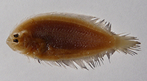 Image of Arnoglossus kessleri (Scaldback)