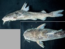 Image of Aspistor quadriscutis (Bressou sea catfish)
