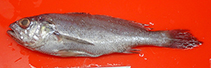 Image of Atrobucca brevis (Orange croaker)