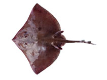 Image of Atlantoraja platana (La Plata skate)