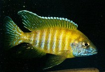 Image of Aulonocara baenschi (Nkhomo-benga peacock)
