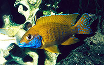 Image of Aulonocara baenschi (Nkhomo-benga peacock)